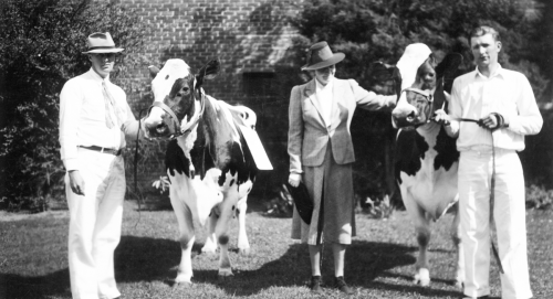Ruth McCormick with prize cowsat her farm in Byron. She started her farm as a model for good dairy practices, early 20th century.